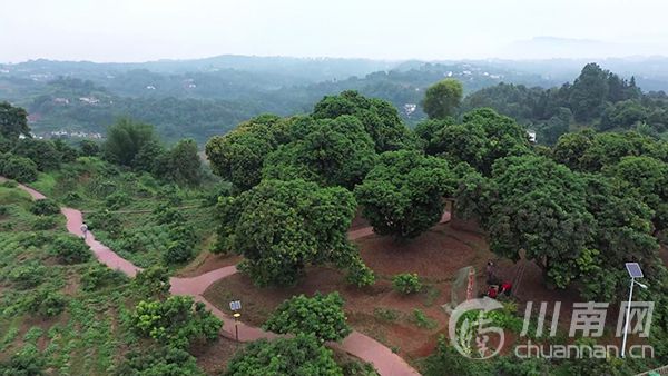 寻找合江最美百年荔枝林(三)荔江镇花桂村:与乡村振兴