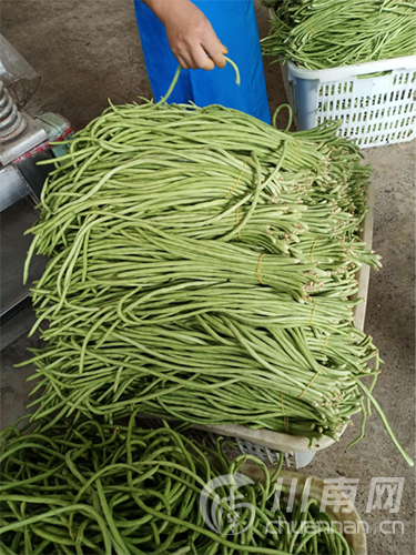 高县庆符特色豇豆产业成为贫困户增收新亮点