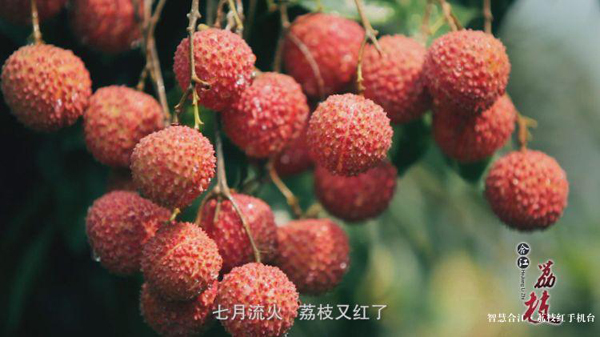 我的天5斤合江带绿荔枝拍出了3180元