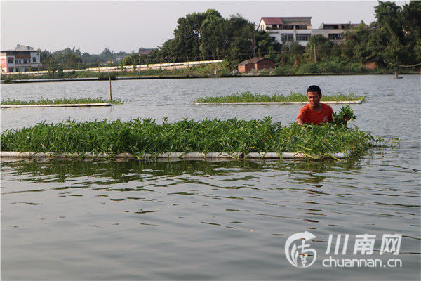 泸县云龙镇：规范水产养殖转向绿色化