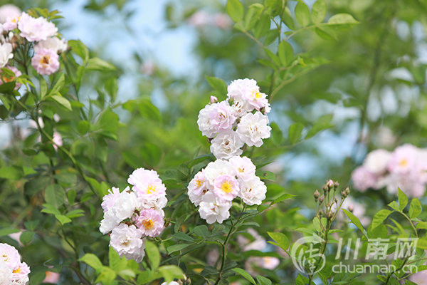 合江:蔷薇花开春烂漫