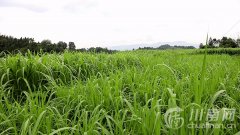 合江县石龙镇：小牧草大产业 以草代粮促发展