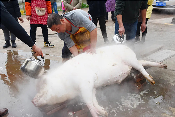 开始褪猪毛俗话说"死猪不怕开水烫"才能把这么个大个头按住左邻右舍七