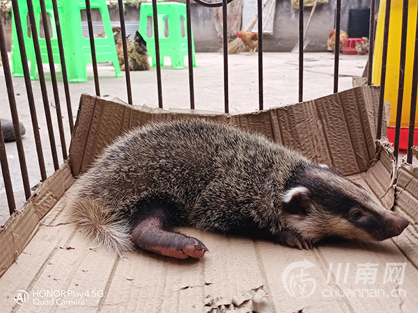 狗正在围着撕咬一只小动物,走近一看,才发现是一只奄奄一息的猪獾幼崽