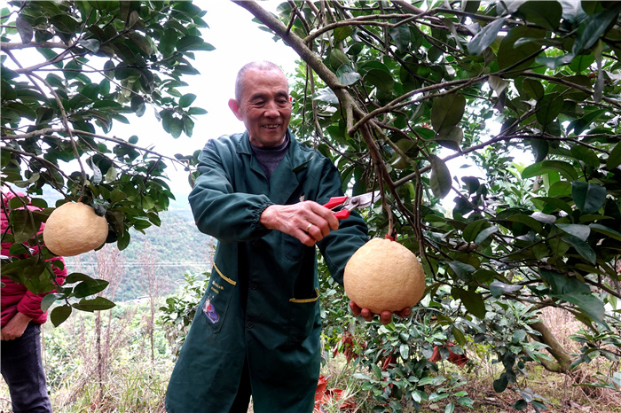 古蔺永乐街道：老山蜜柚“嫁”给真龙柚 甜蜜升级