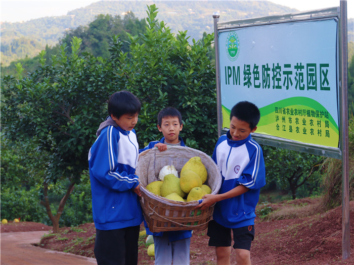 先市中学学子真龙柚园采摘：捧起蜜柚，收获劳动的甜与成长的悟