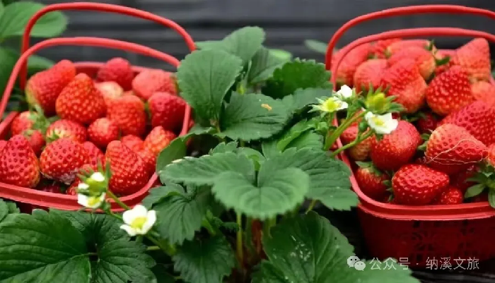 甜蜜来袭！一口爆汁的纳溪冬季水果采摘攻略，搞快码住