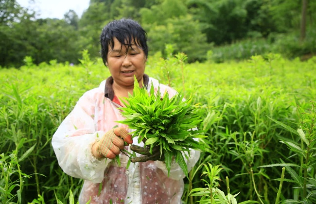 古蔺黄荆：赶黄草采收正当时 一“叶”生金富乡邻