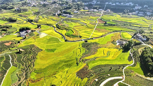 叙永：立秋时节 万亩梯田好“丰”光